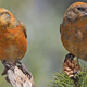 Illustration for article titled Songbirds have to adjust their hormone levels to deal with their children